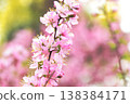 Japanese apricot (Prunus serrulata) blooms in the garden, with flowers resembling plum blossoms. 138384171