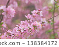 Japanese apricot (Prunus serrulata) blooms in the garden, with flowers resembling plum blossoms. 138384172