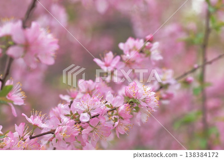 Japanese apricot (Prunus serrulata) blooms in the garden, with flowers resembling plum blossoms. 138384172