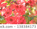 Flowering quince, which blooms ahead of spring. 138384173