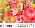 Flowering quince, which blooms ahead of spring. 138384174