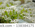 Snow-like flowers of the spirea 138384175