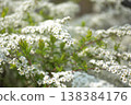 Snow-like flowers of the spirea 138384176