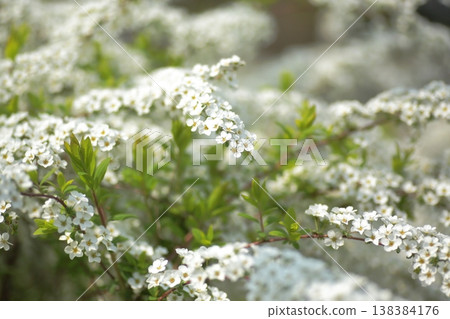 Snow-like flowers of the spirea 138384176