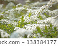 Snow-like flowers of the spirea 138384177