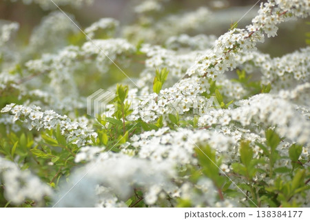 Snow-like flowers of the spirea 138384177