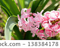 The graceful cuteness of the hyacinth 138384178
