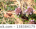 Beloved weeds: Lamium amplexicaule 138384179