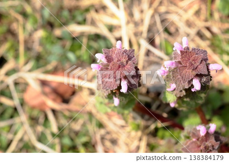 可愛的雜草：抱莖野芝麻 138384179