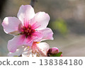 Almond blossoms, large flowers that bloom like cherry blossoms 138384180