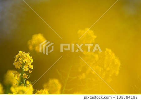 Close-up of rape blossoms in soft light 138384182