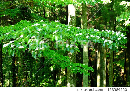Dogwood flowers blooming in a cedar forest in Kanagawa Prefecture. Dogwood flowers blooming in a cedar forest in Kanagawa Prefecture. 138384330