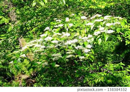 {Kanagawa Prefecture} Dogwood blossoms blooming amidst the fresh green leaves of a mixed forest {Kanagawa Prefecture} Dogwood blossoms blooming amidst the fresh green leaves of a mixed forest 138384332