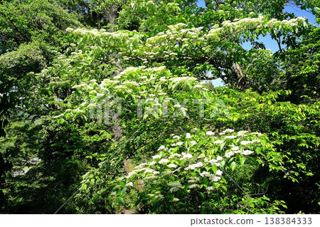 {Kanagawa Prefecture} White dogwood blossoms blooming amidst the fresh green leaves {Kanagawa Prefecture} White dogwood blossoms blooming amidst the fresh green leaves 138384333