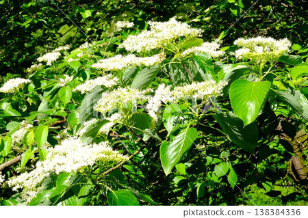 {Kanagawa Prefecture} White flowers of the fresh green dogwood tree 138384336