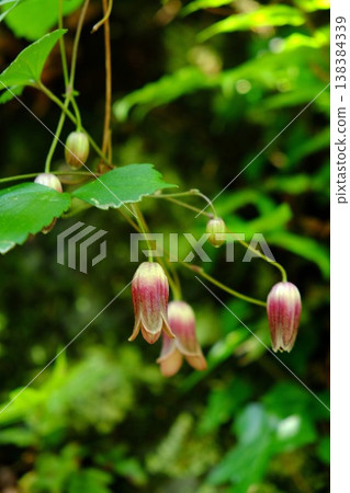 【神奈川縣】石牆上盛開的桔梗花 【神奈川縣】石牆上盛開的桔梗花 138384339