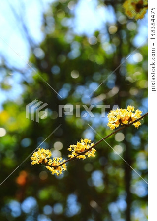 Cornelian flowers herald the arrival of spring Cornelian flowers herald the arrival of spring 138384475