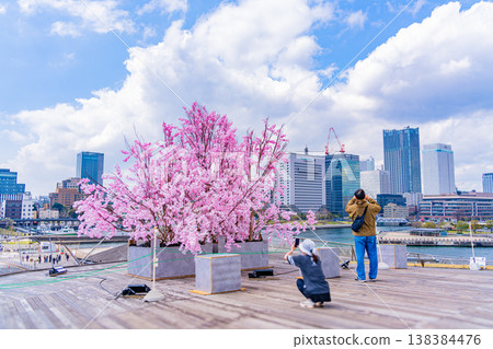 (Kanagawa Prefecture) Yokohama Port Osanbashi Pier: Artificial cherry blossoms placed on the back of a whale-shaped structure, overlooking the Minato Mirai skyline. (Kanagawa Prefecture) Yokohama Port Osanbashi Pier: Artificial cherry blossoms placed on the back of a whale-shaped structure, overlooking the Minato Mirai skyline. 138384476