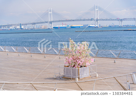 (Kanagawa Prefecture) Artificial cherry blossoms created on the whale's back at Yokohama Port Osanbashi Pier, Yokohama Bay Bridge (Kanagawa Prefecture) Artificial cherry blossoms created on the whale's back at Yokohama Port Osanbashi Pier, Yokohama Bay Bridge 138384481