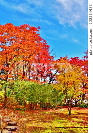 新潟縣長岡市紅葉園的紅葉 新潟縣長岡市紅葉園的紅葉 138384488