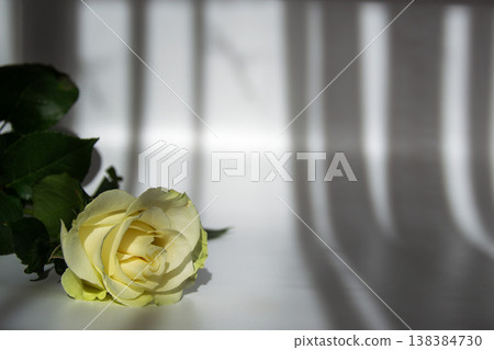 Delicate white rose with green leaves against a background of soft light and shadow patterns 138384730