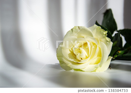 Delicate pale yellow rose with soft light and shadow on a white background 138384733