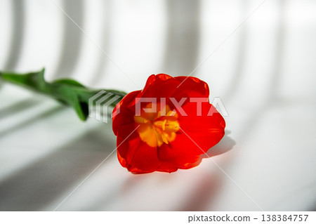Vibrant red tulip with yellow center lies on a white surface with soft shadows Vibrant red tulip with yellow center lies on a white surface with soft shadows 138384757