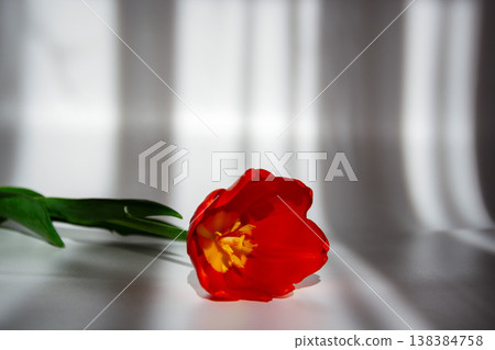 A single vibrant red tulip lies on a white surface with dramatic light and shadow patterns A single vibrant red tulip lies on a white surface with dramatic light and shadow patterns 138384758