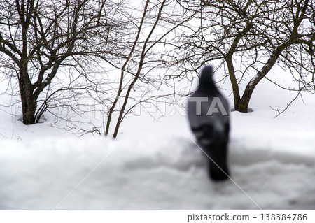 Blur lone pigeon stands in the snow near bare trees on a cold winter day Blur lone pigeon stands in the snow near bare trees on a cold winter day 138384786