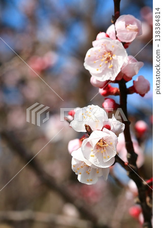 Apricot flowers in full bloom Apricot flowers in full bloom 138384814