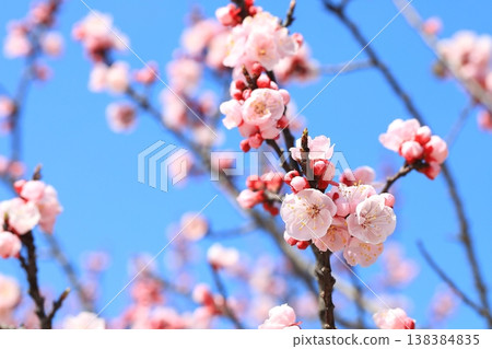 Apricot flowers in full bloom Apricot flowers in full bloom 138384835