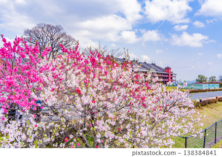 (神奈川縣)春天的橫濱港未來,桃花盛開,還有紅磚倉庫。 (神奈川縣)春天的橫濱港未來,桃花盛開,還有紅磚倉庫。 138384841
