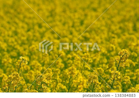 Springtime rapeseed fields and a landscape of yellow Springtime rapeseed fields and a landscape of yellow 138384883
