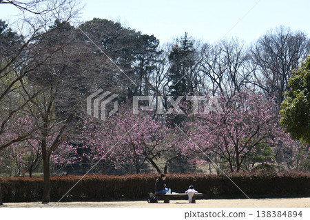 古賀久保公園桃子節 古賀久保公園桃子節 138384894
