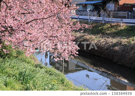 Kawazu cherry blossoms blooming along the Aogehori River in Washinomiya-cho, Kuki City, Saitama Prefecture. Kawazu cherry blossoms blooming along the Aogehori River in Washinomiya-cho, Kuki City, Saitama Prefecture. 138384939