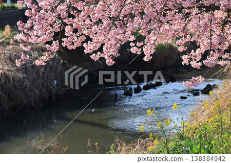 Kawazu cherry blossoms and rapeseed flowers blooming along the Aogehori River in Washinomiya-cho, Kuki City, Saitama Prefecture. 138384942