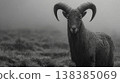 Bharal ram standing in foggy mountain landscape 138385069