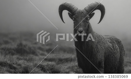Bharal ram standing in foggy mountain landscape Bharal ram standing in foggy mountain landscape 138385069