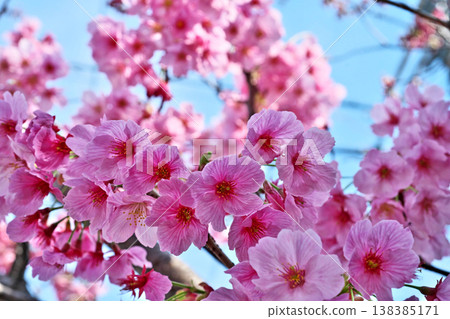 Pink cherry blossoms (spring, March) Pink cherry blossoms (spring, March) 138385171