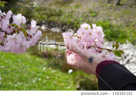 Female hand holding pink cherry blossom buds against a greenery background, depicting a gentle spring scene. Female hand holding pink cherry blossom buds against a greenery background, depicting a gentle spring scene. 138385181