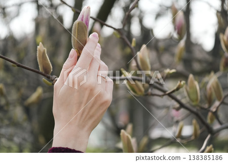 Female hand with a ring on the ring finger gently touching a magnolia bud in spring. Vitality and enjoyment of the moment Female hand with a ring on the ring finger gently touching a magnolia bud in spring. Vitality and enjoyment of the moment 138385186