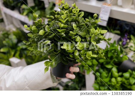 Hand holding an artificial plant with variegated leaves in a supermarket. Improving housing for those with plant allergies. Hand holding an artificial plant with variegated leaves in a supermarket. Improving housing for those with plant allergies. 138385190