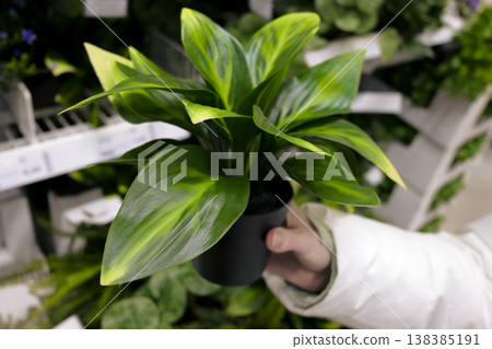 Hand holding an artificial plant with variegated leaves in a supermarket. Improving housing for those with plant allergies. 138385191