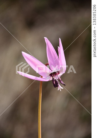 Early spring fairy dogtooth violet flower 138385206