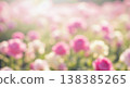 blurred pink white flowers field garden soft sunlight spring summer floral nature background beauty romantic bokeh focus peaceful meadow bloom blossom petals garden landscape bright floral plant 138385265