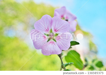 Pale pink Anisodontea flowers (Spring, March) Pale pink Anisodontea flowers (Spring, March) 138385373