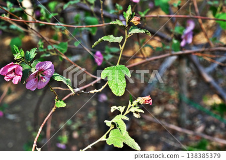 Anisodontea leaves (spring, March) 138385379