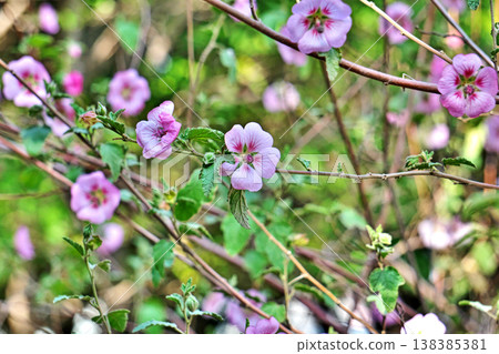 Pale pink Anisodontea flowers (Spring, March) 138385381