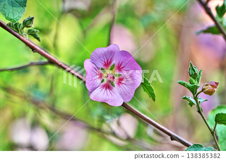 Pale pink Anisodontea flowers (Spring, March) 138385382