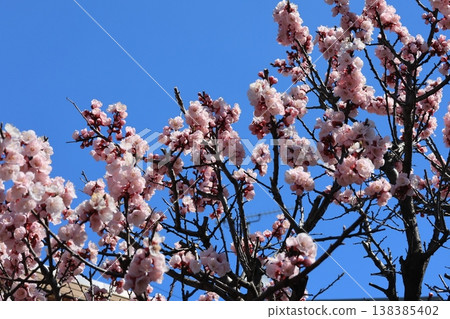 Apricot flowers in full bloom Apricot flowers in full bloom 138385402